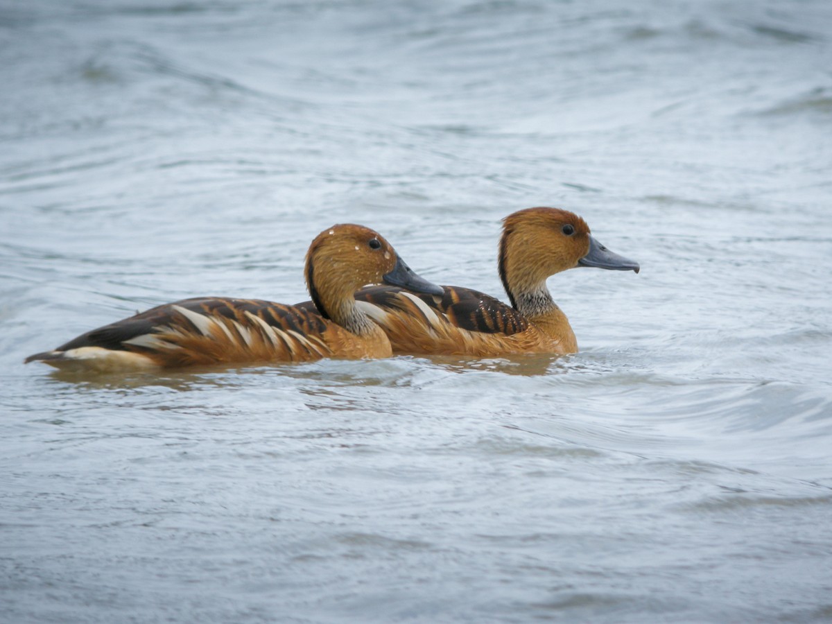 Fulvous Whistling-Duck - ML614824674