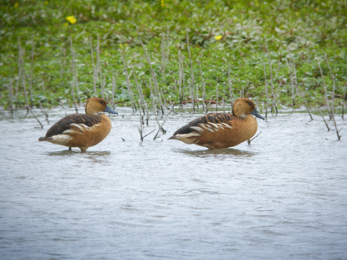Fulvous Whistling-Duck - ML614824675