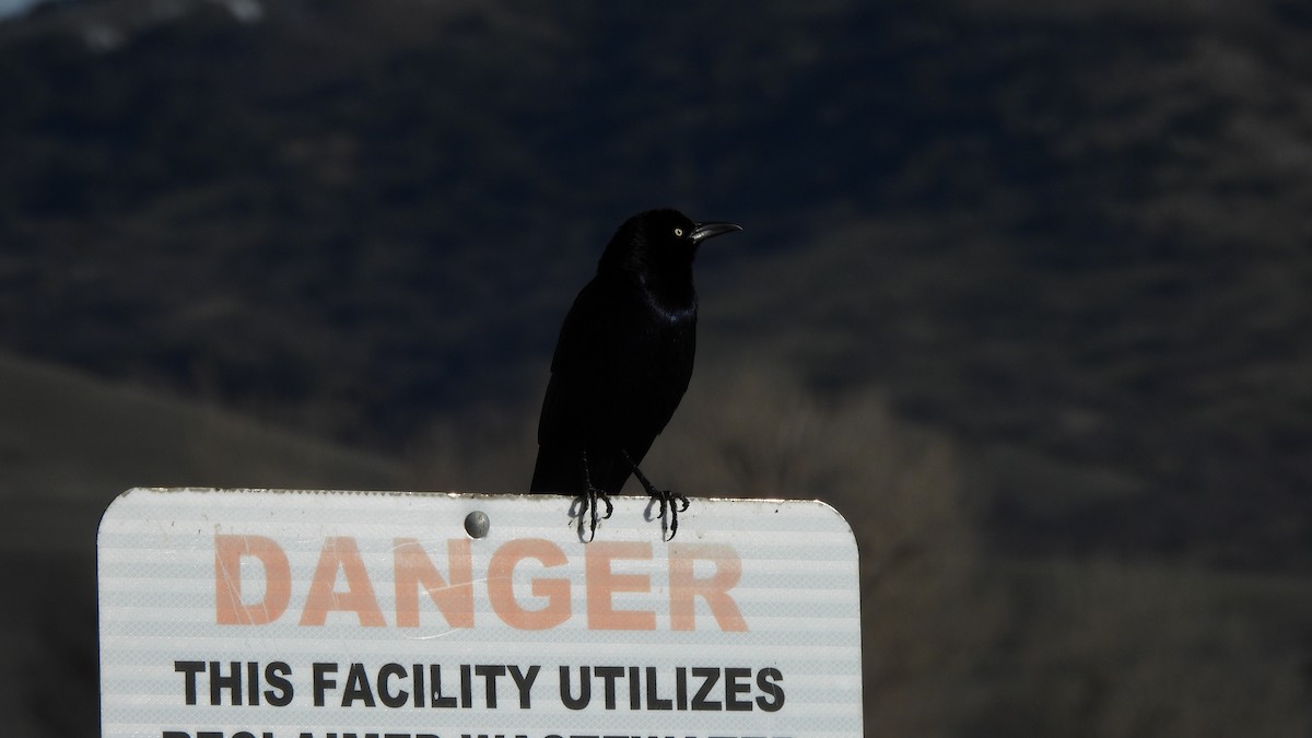 Great-tailed Grackle - ML614824751