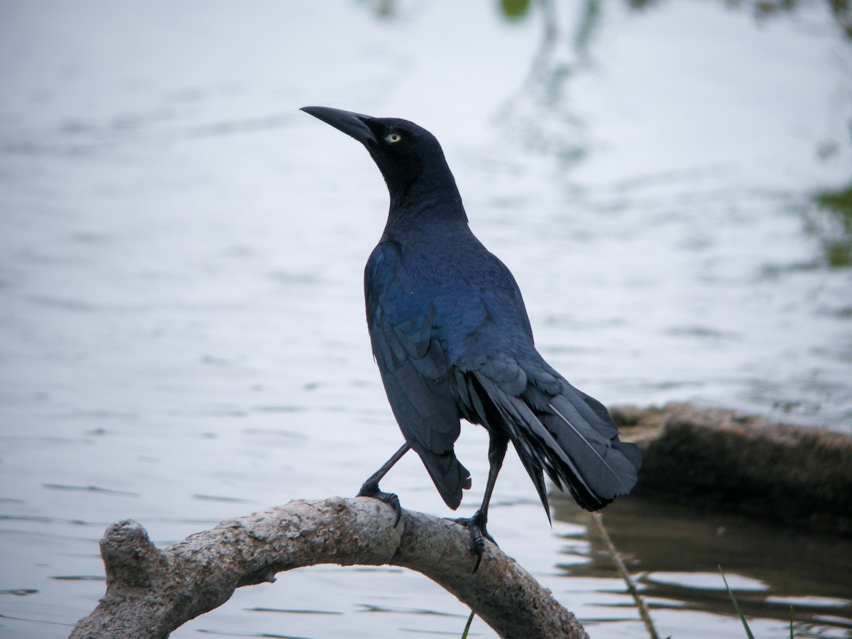 Great-tailed Grackle - ML614824774