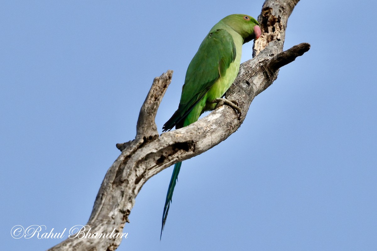 Rose-ringed Parakeet - Rahul Bhandari
