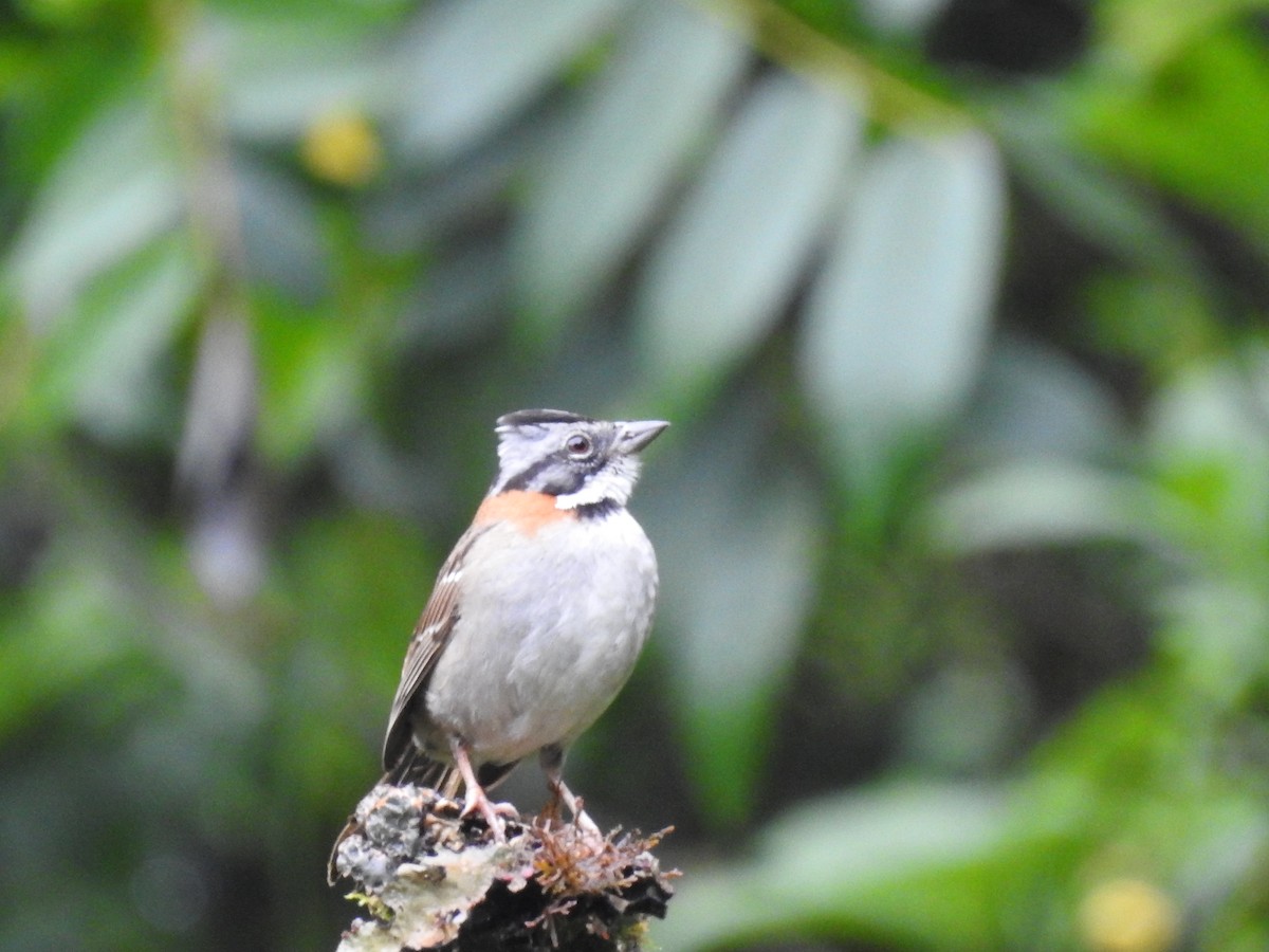 Rufous-collared Sparrow (Rufous-collared) - ML614825162