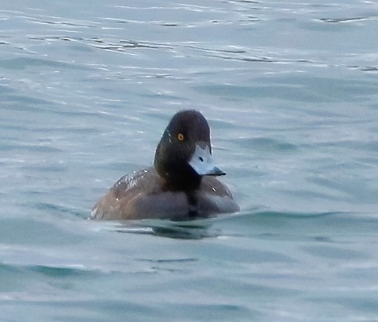 Greater Scaup - ML614825164