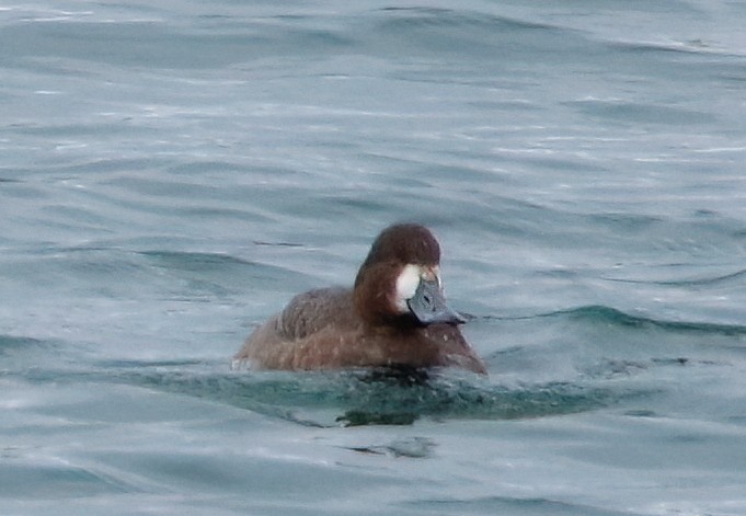 Greater Scaup - ML614825168