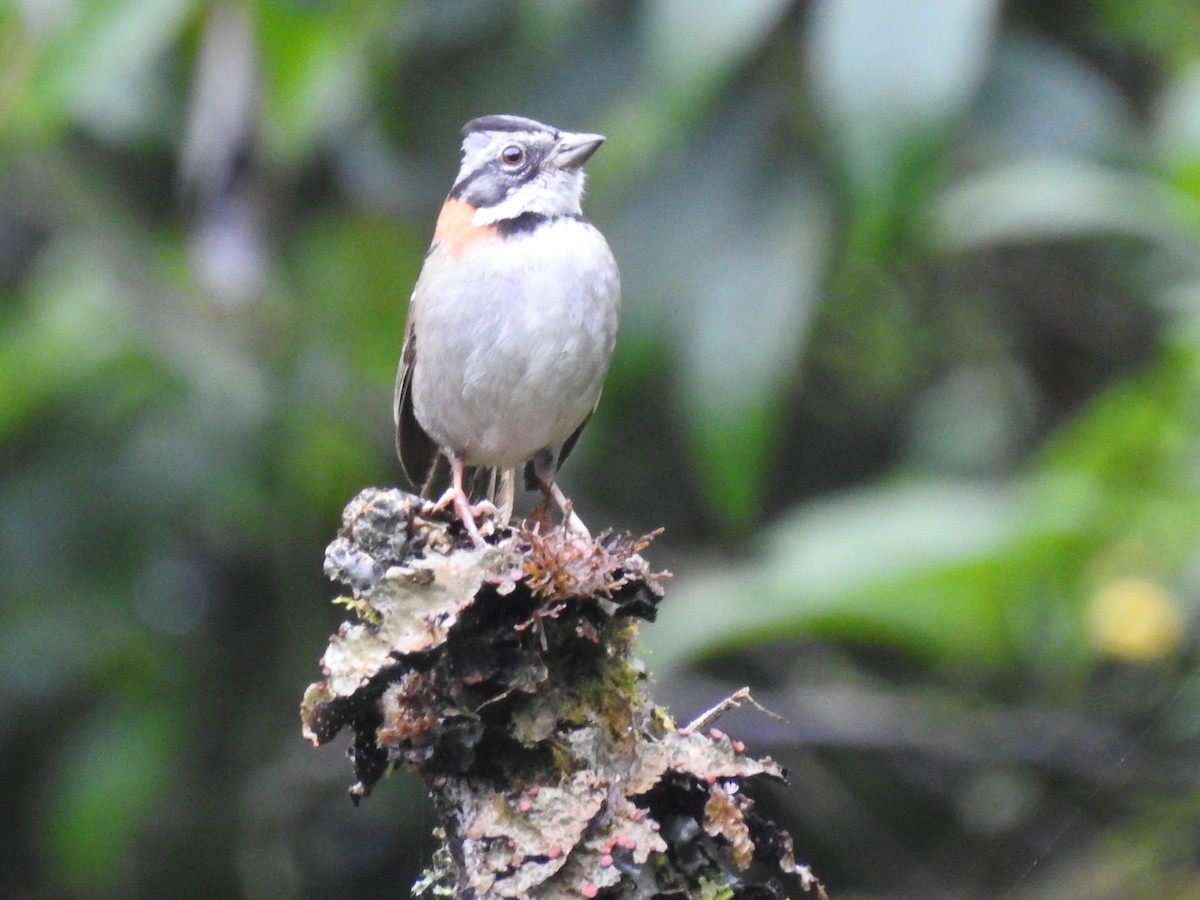 Rufous-collared Sparrow (Rufous-collared) - ML614825220