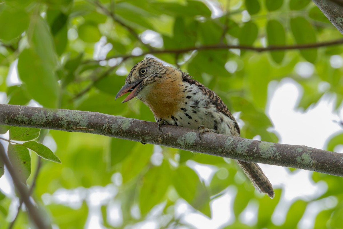 Spot-backed Puffbird (Chaco) - ML614825297