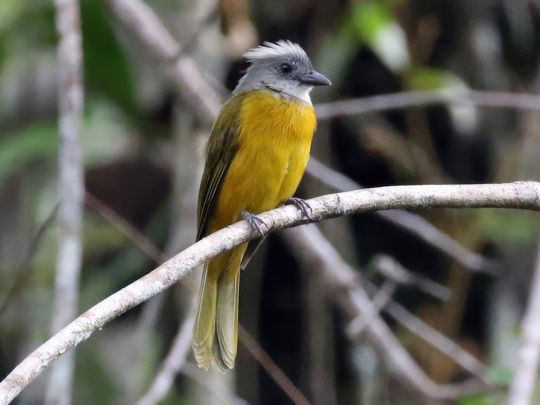 Gray-headed Tanager - Charley Hesse TROPICAL BIRDING
