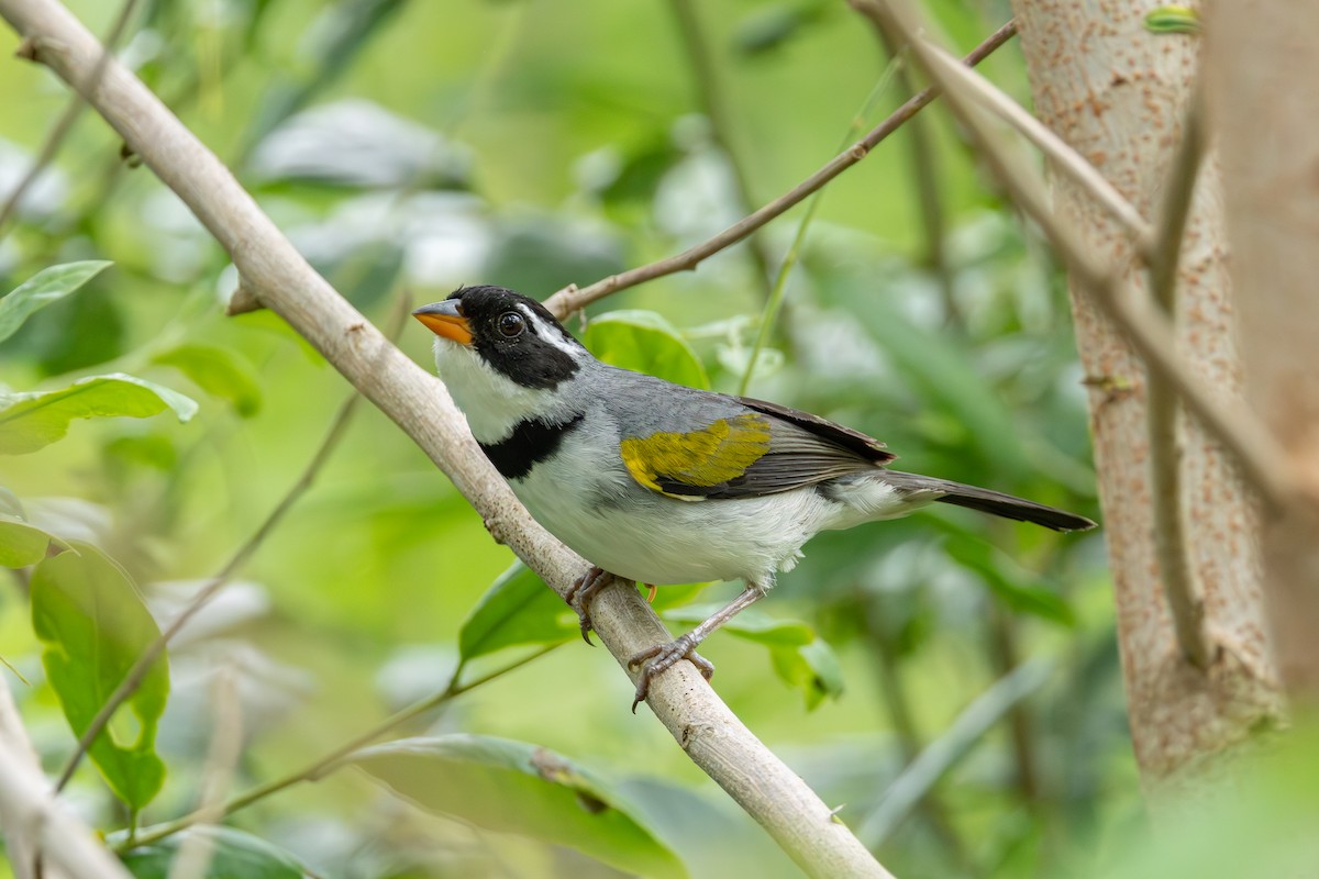 Saffron-billed Sparrow (Gray-backed) - ML614825570