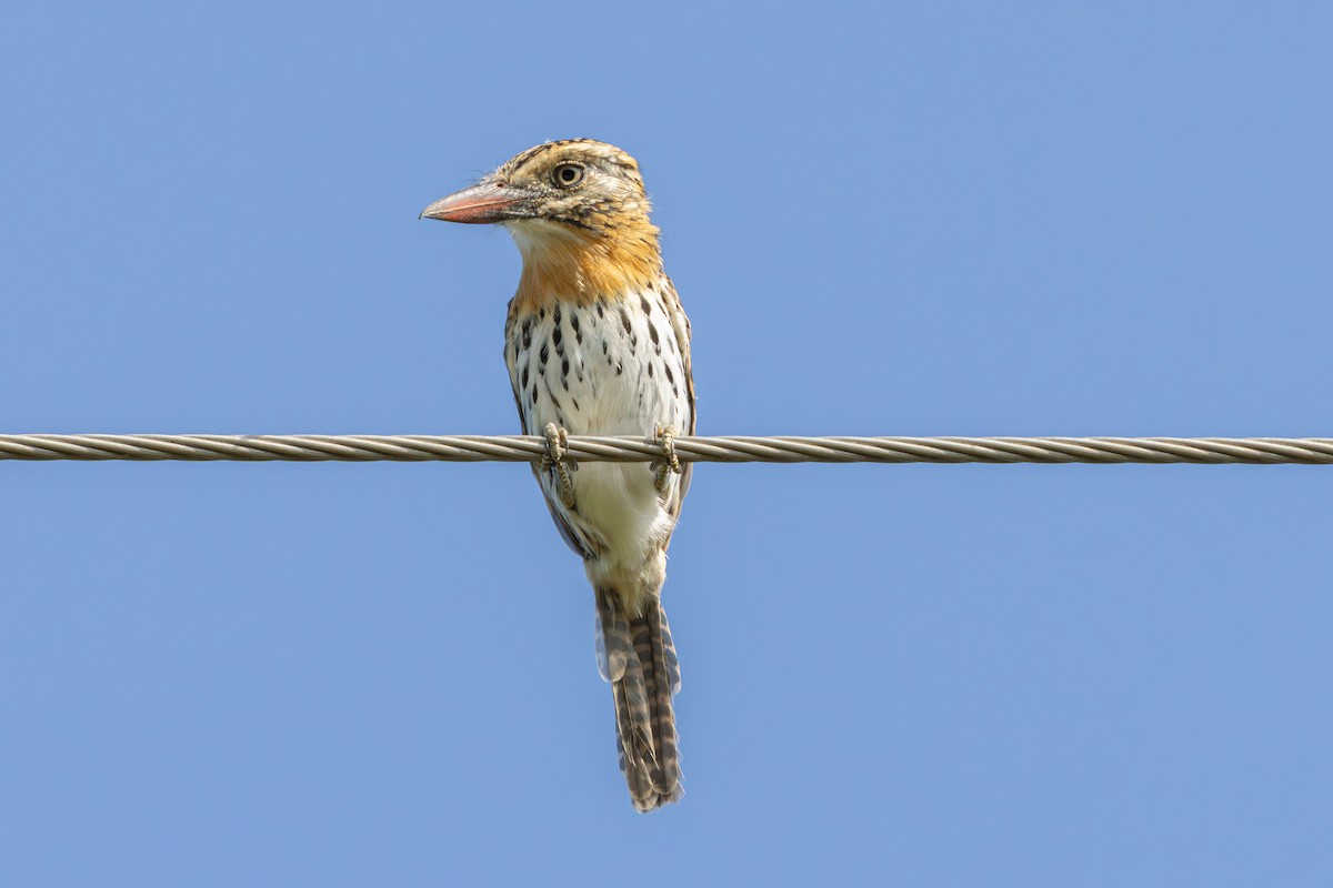 Spot-backed Puffbird (Chaco) - ML614825800