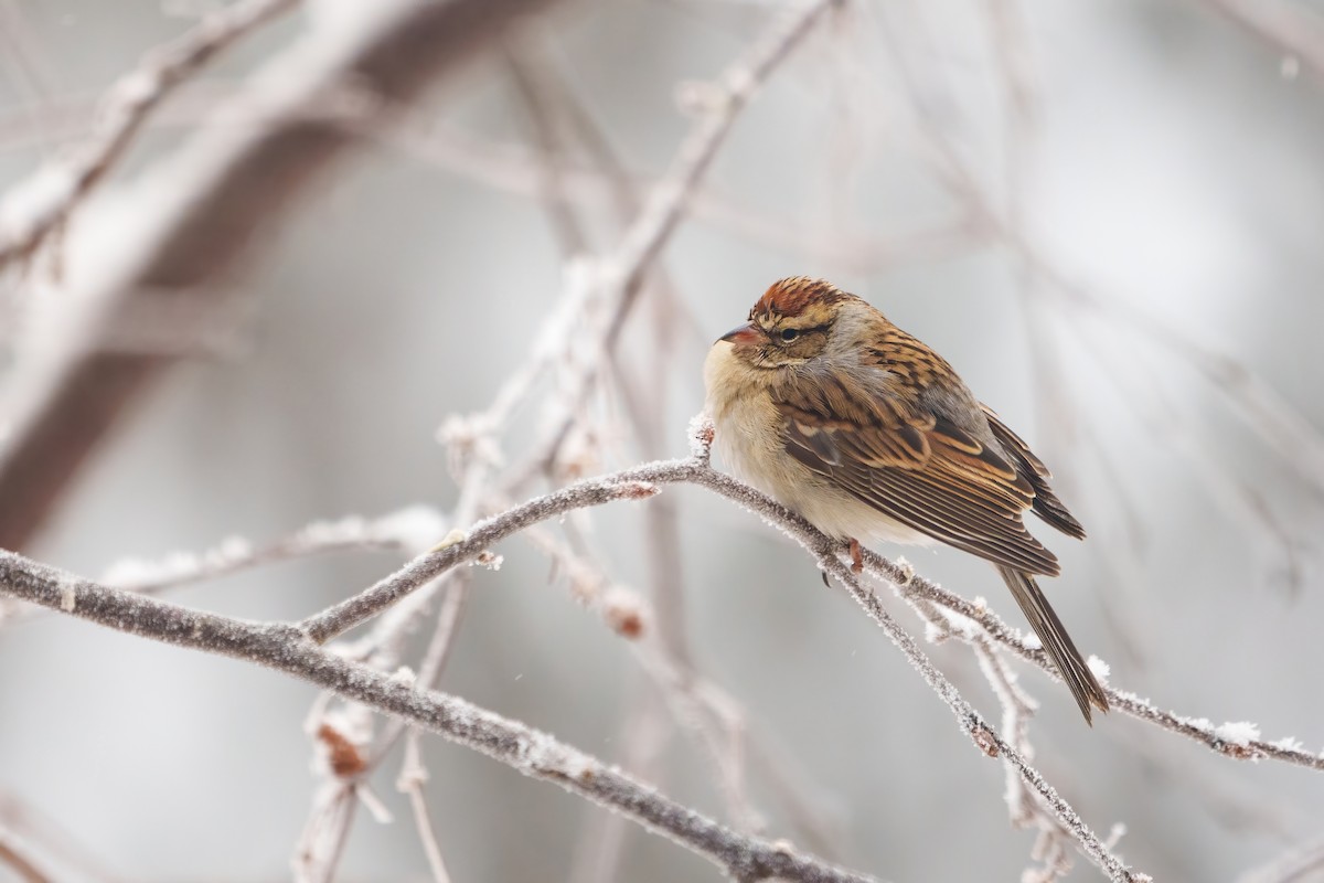 Chipping Sparrow - ML614825845