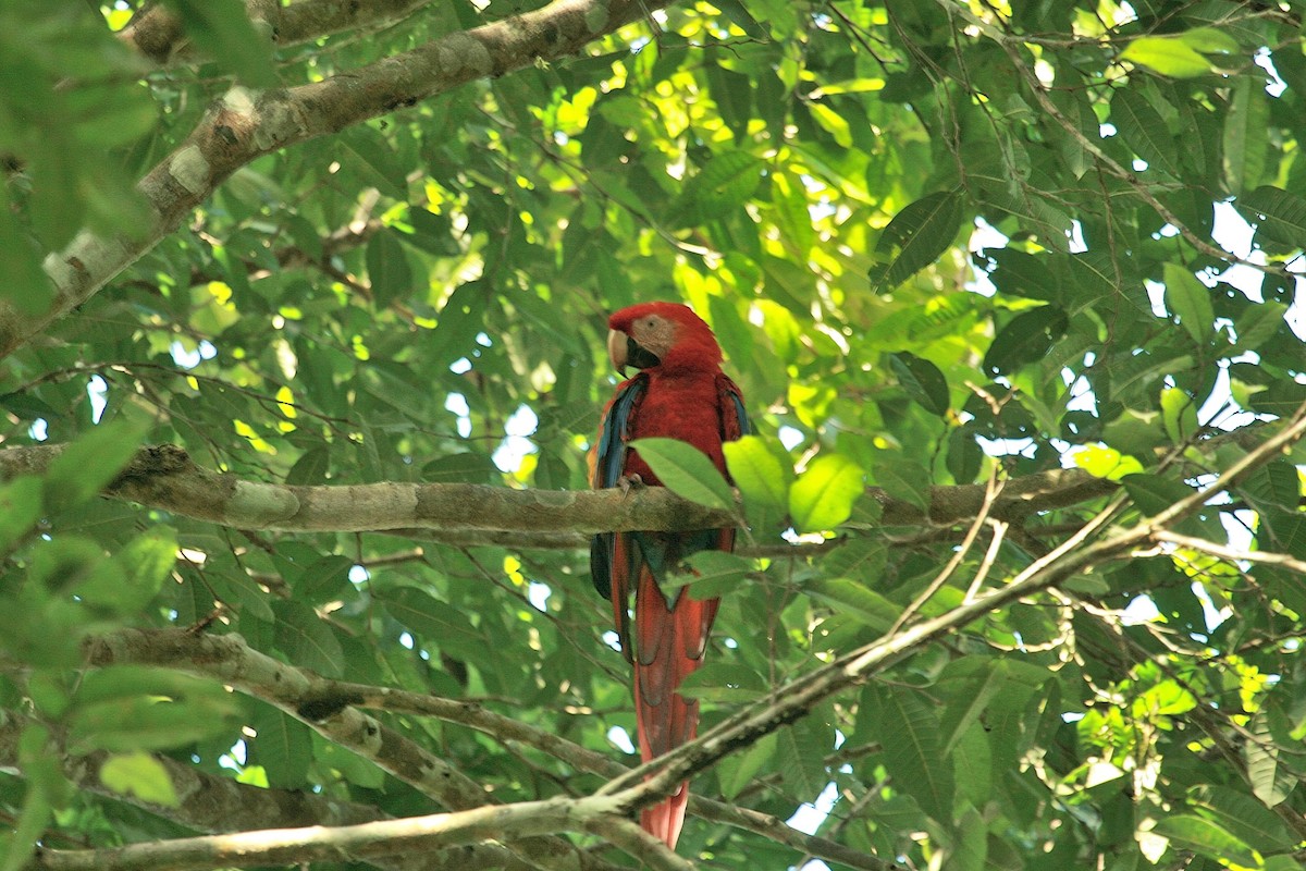 Scarlet Macaw - ML614825950