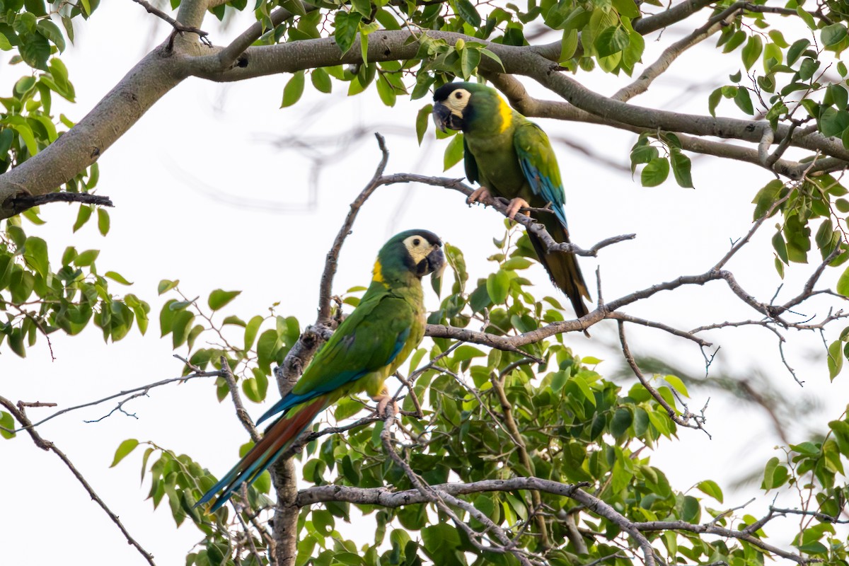 Yellow-collared Macaw - ML614825968