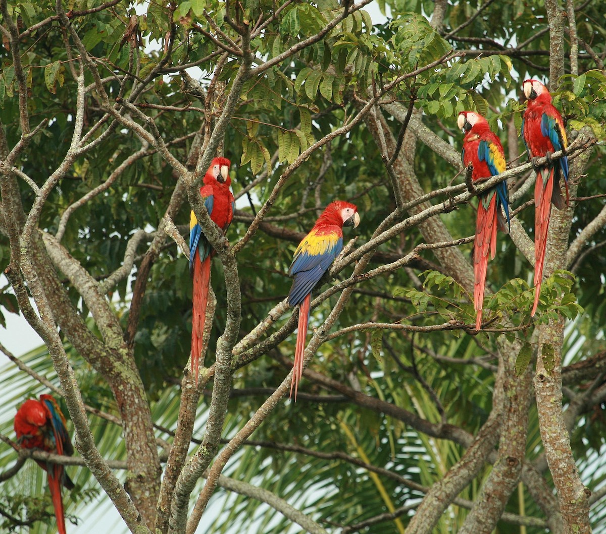 Scarlet Macaw - ML614825992
