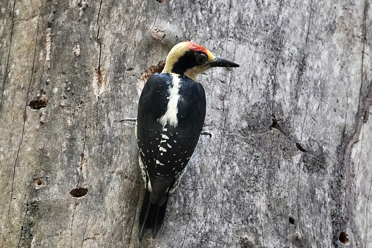 Golden-naped Woodpecker - Mike McGrenere