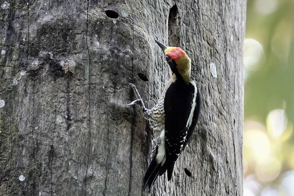 Golden-naped Woodpecker - Mike McGrenere