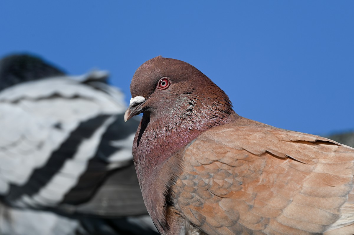 Pigeon biset (forme domestique) - ML614826605