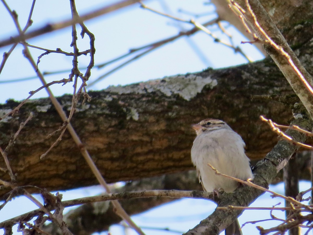 Chipping Sparrow - ML614826803