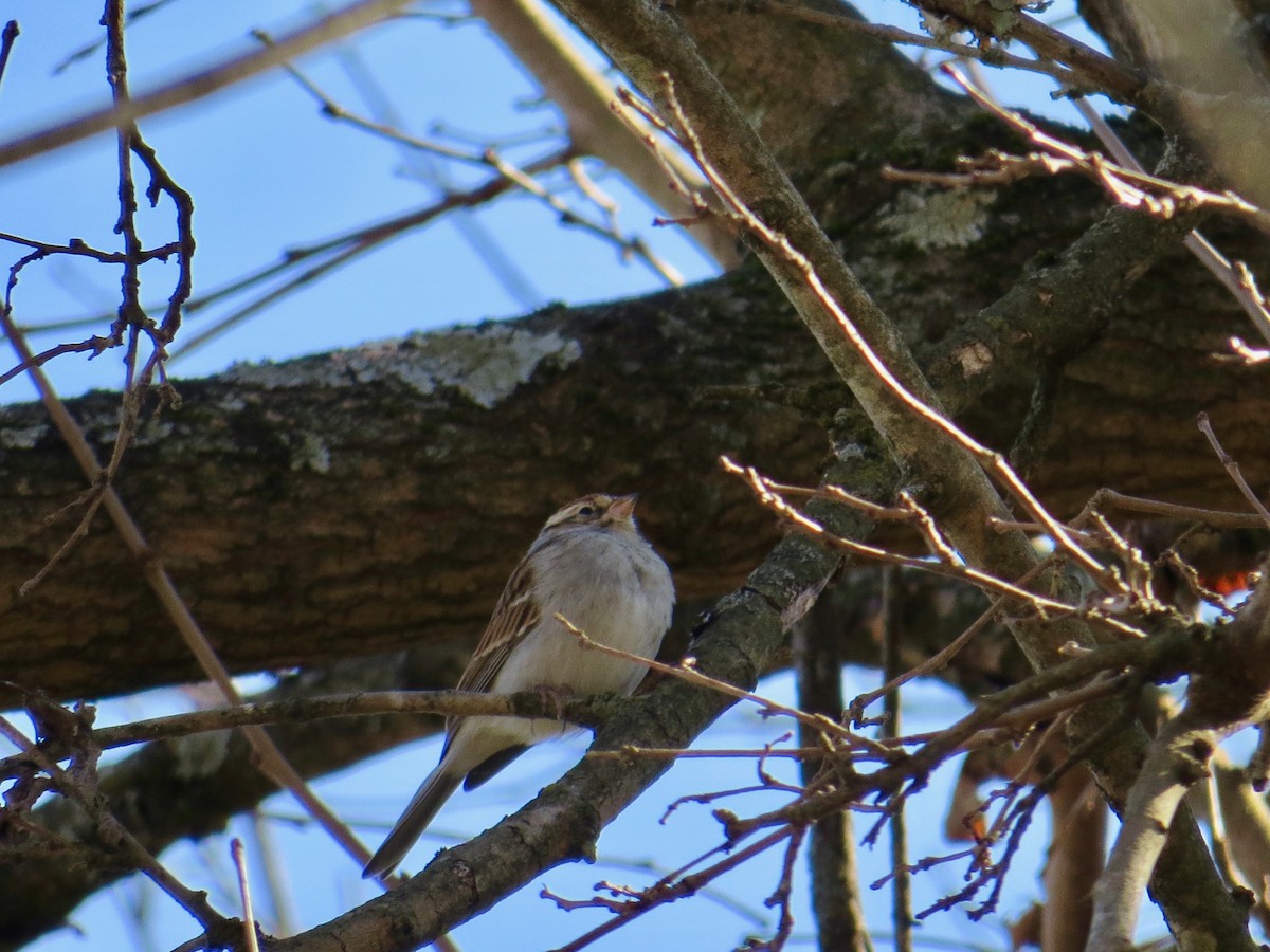 Chipping Sparrow - ML614826804