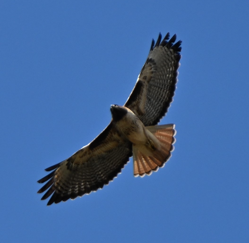 Red-tailed Hawk - ML614827108