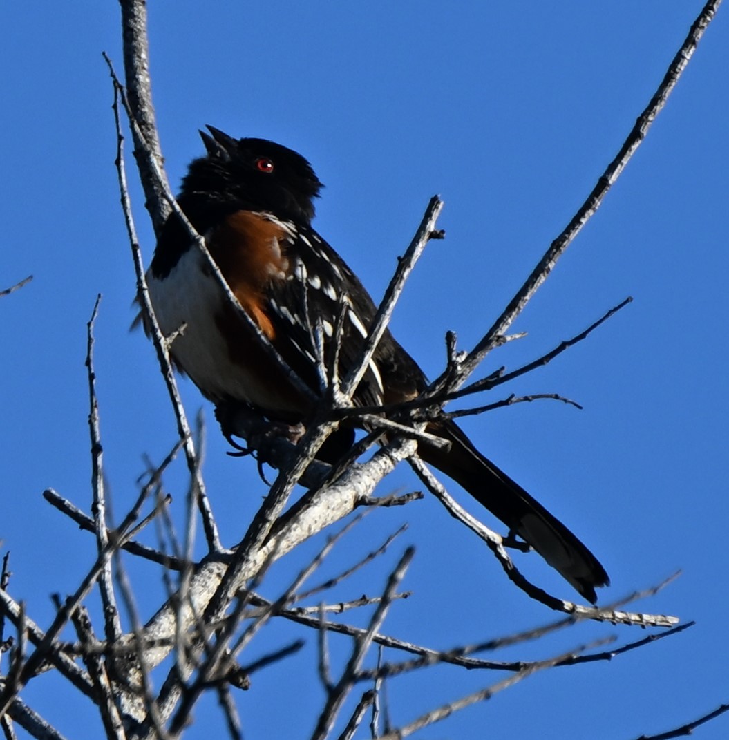 Spotted Towhee - ML614827119
