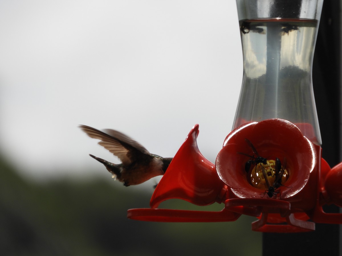 kolibřík bělokrký - ML614827240