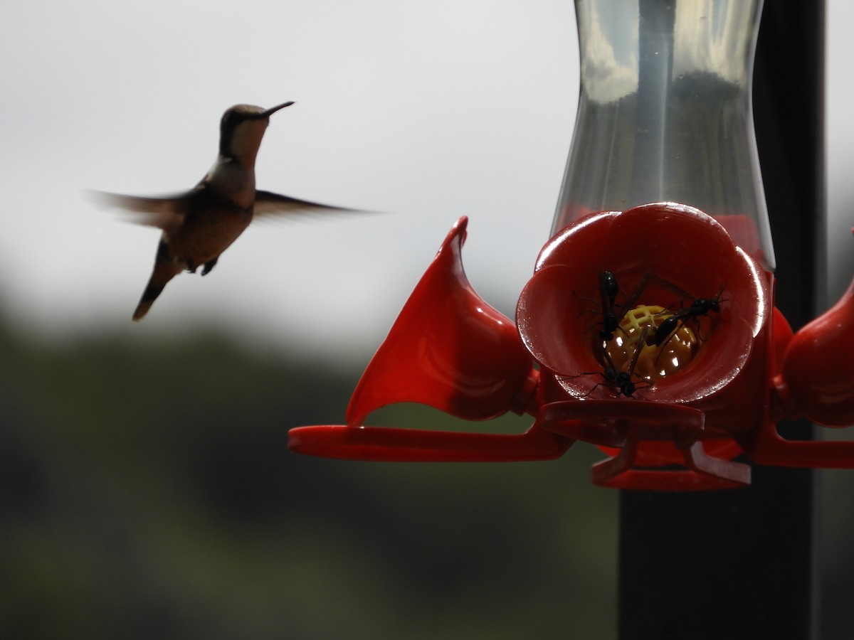 kolibřík bělokrký - ML614827241
