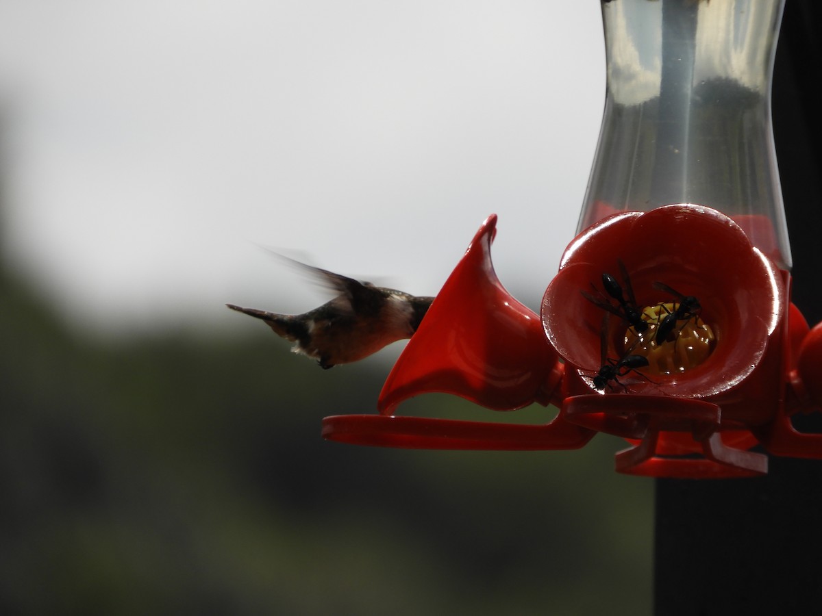 kolibřík bělokrký - ML614827242