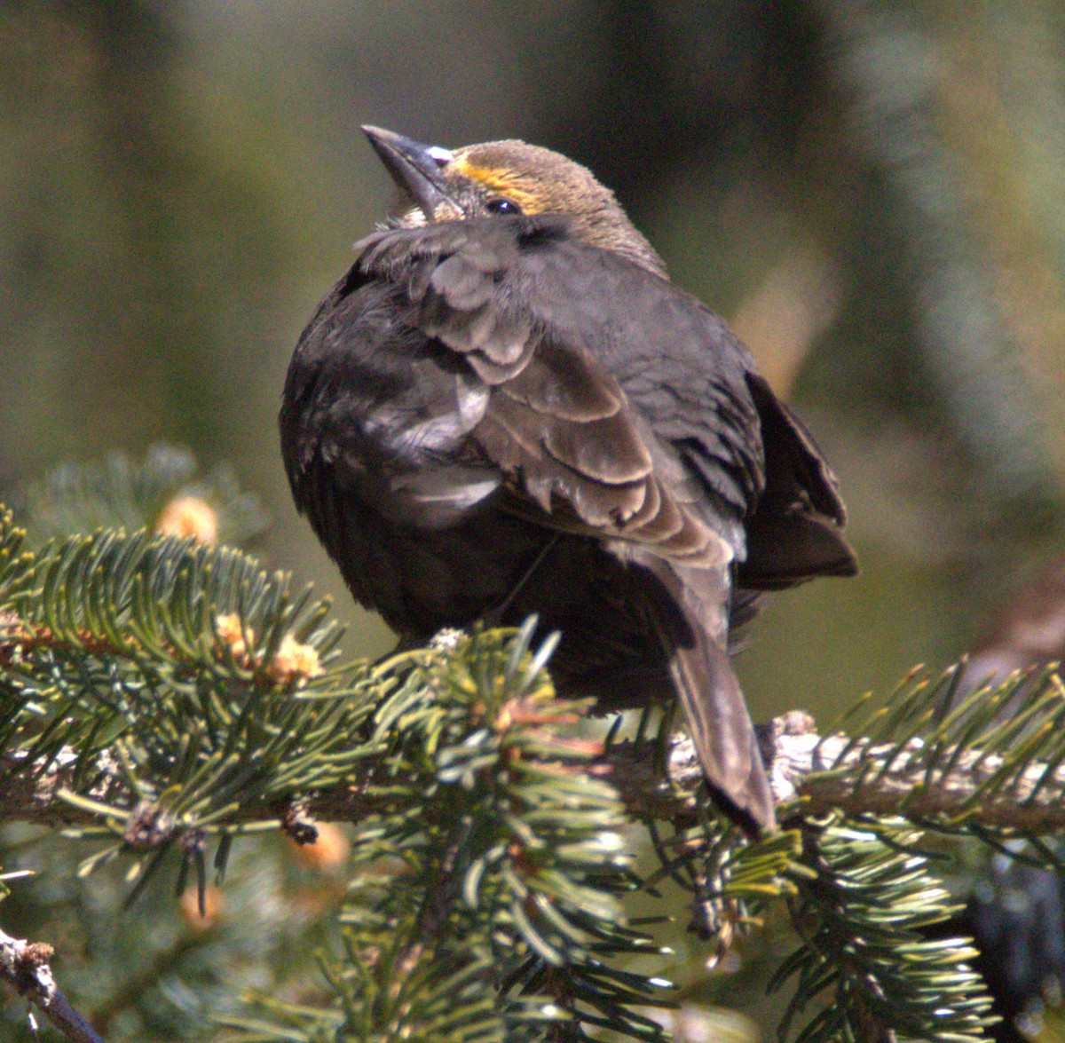 Yellow-headed Blackbird - Jim de Waal Malefyt