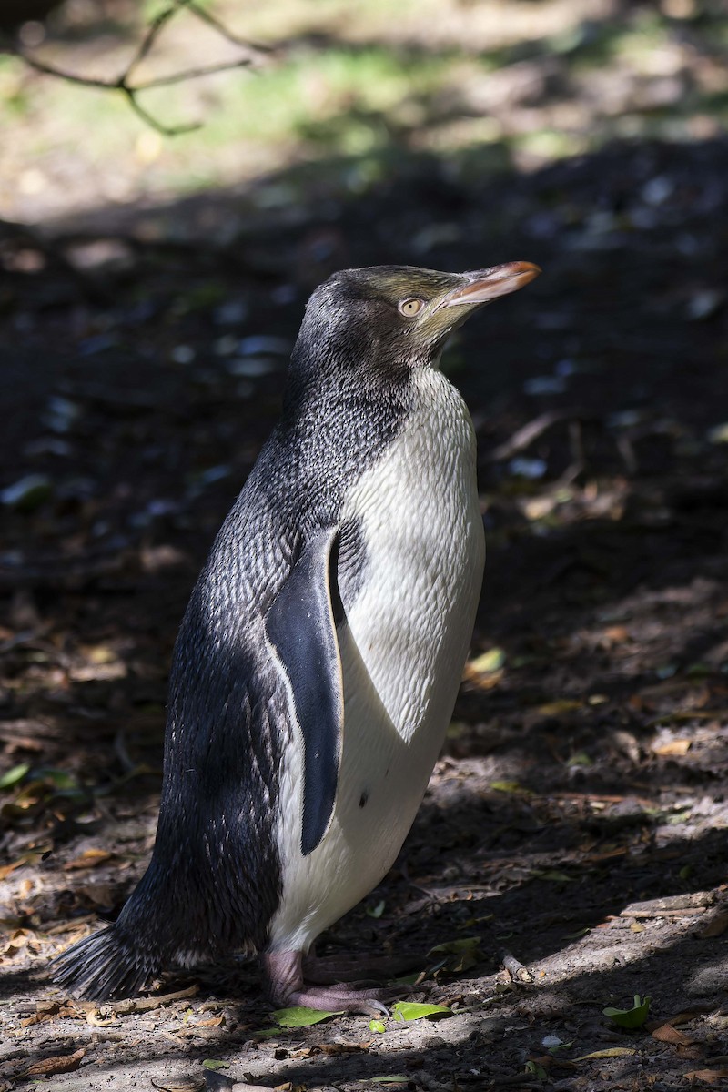 Pingüino Ojigualdo - ML614827381