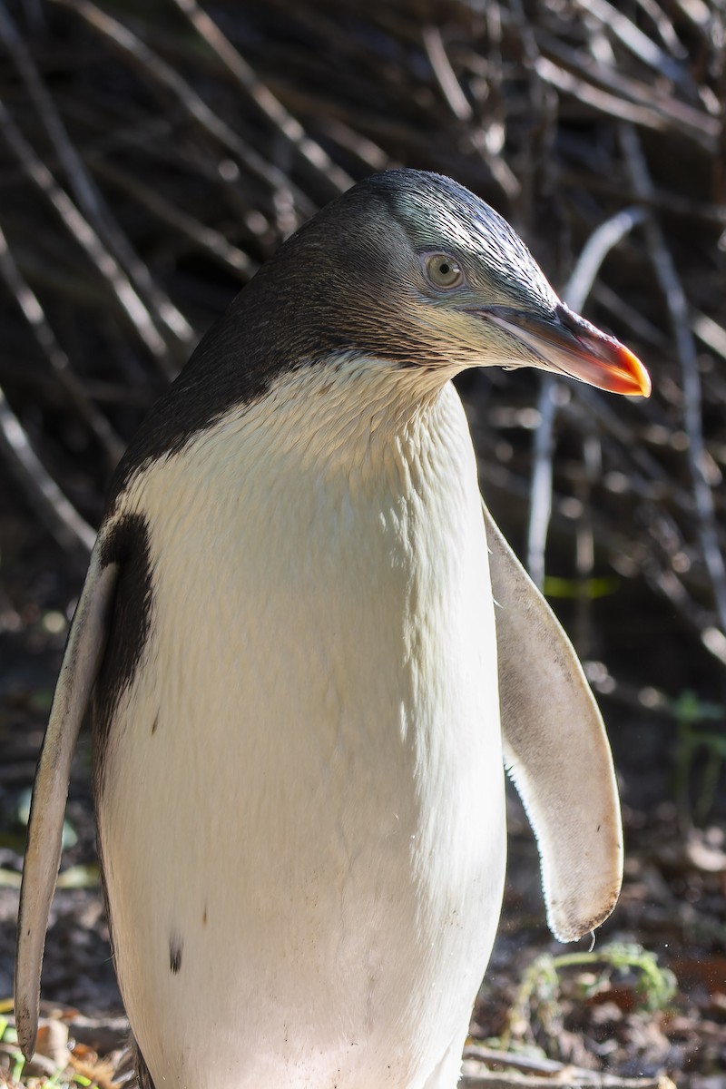 Pingüino Ojigualdo - ML614827382