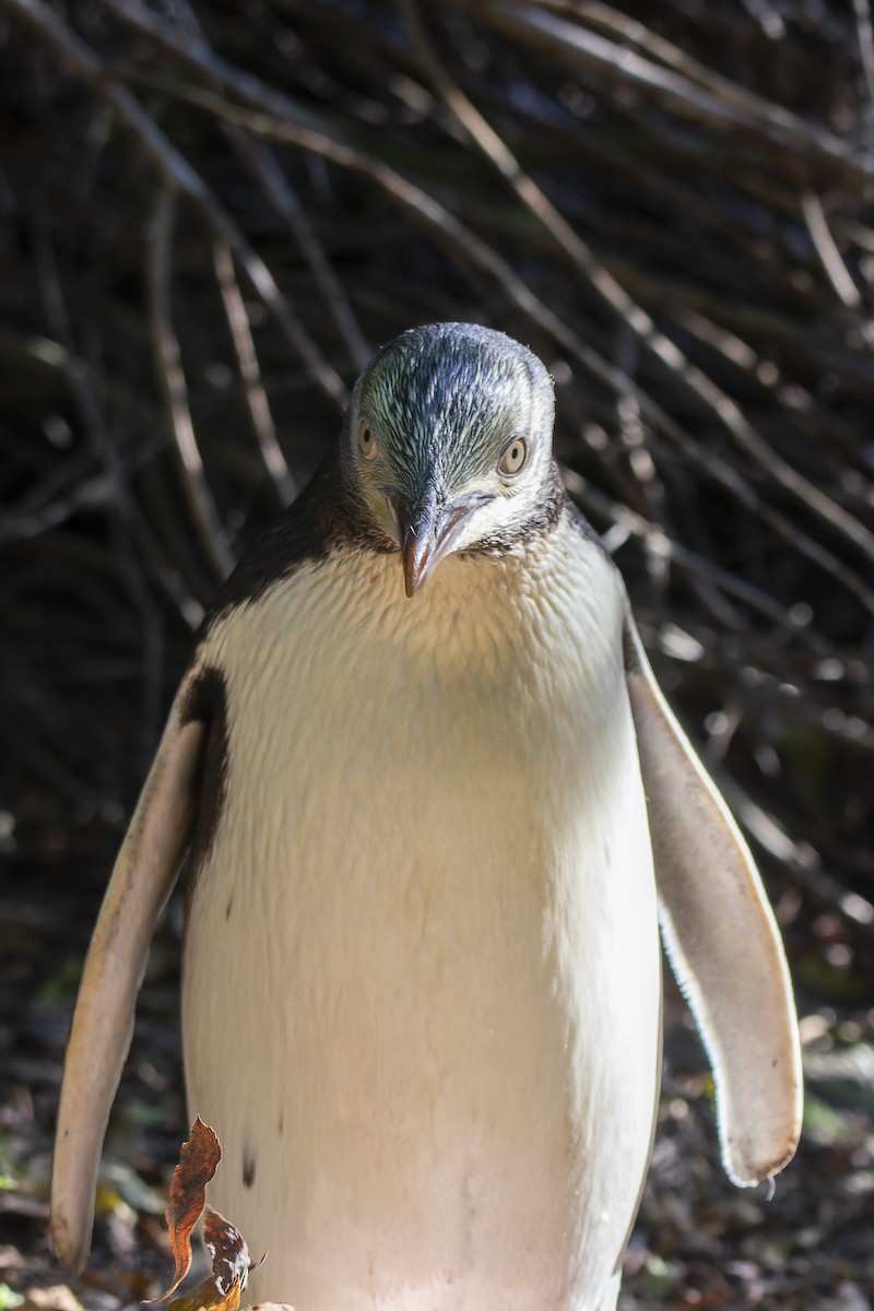 Pingüino Ojigualdo - ML614827386