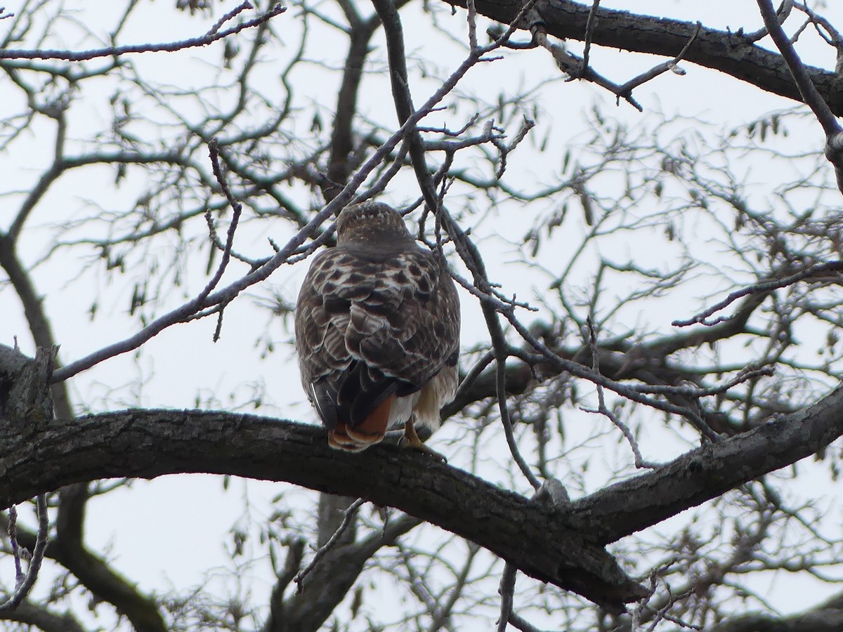 Red-tailed Hawk - ML614827523