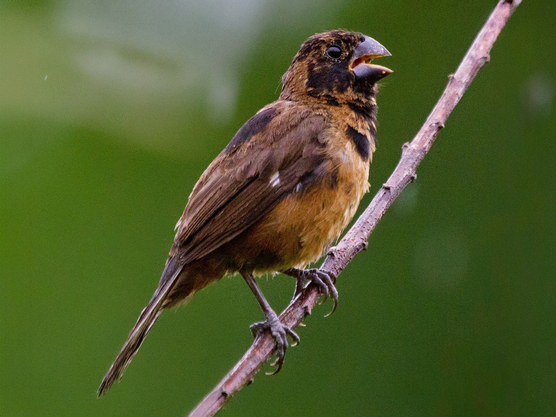 Thick-billed Seed Finch - eBird