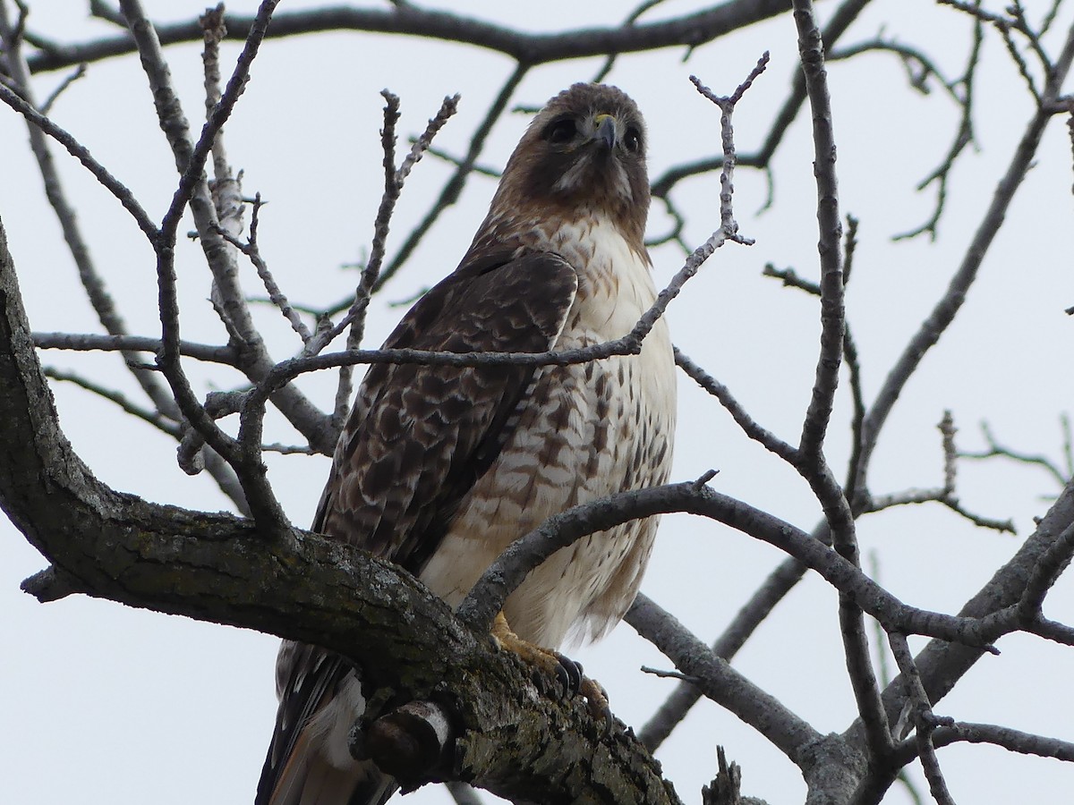 Red-tailed Hawk - ML614827543