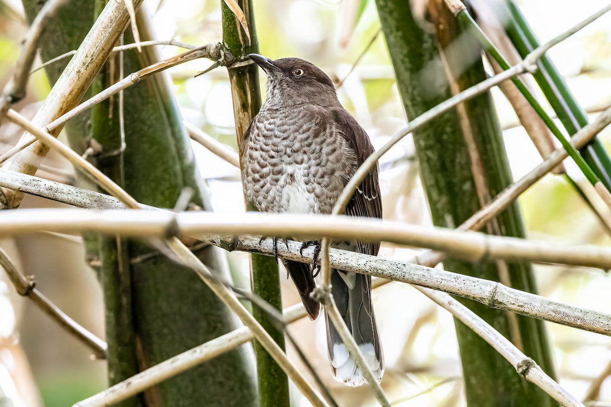 Scaly-breasted Thrasher - ML614827612