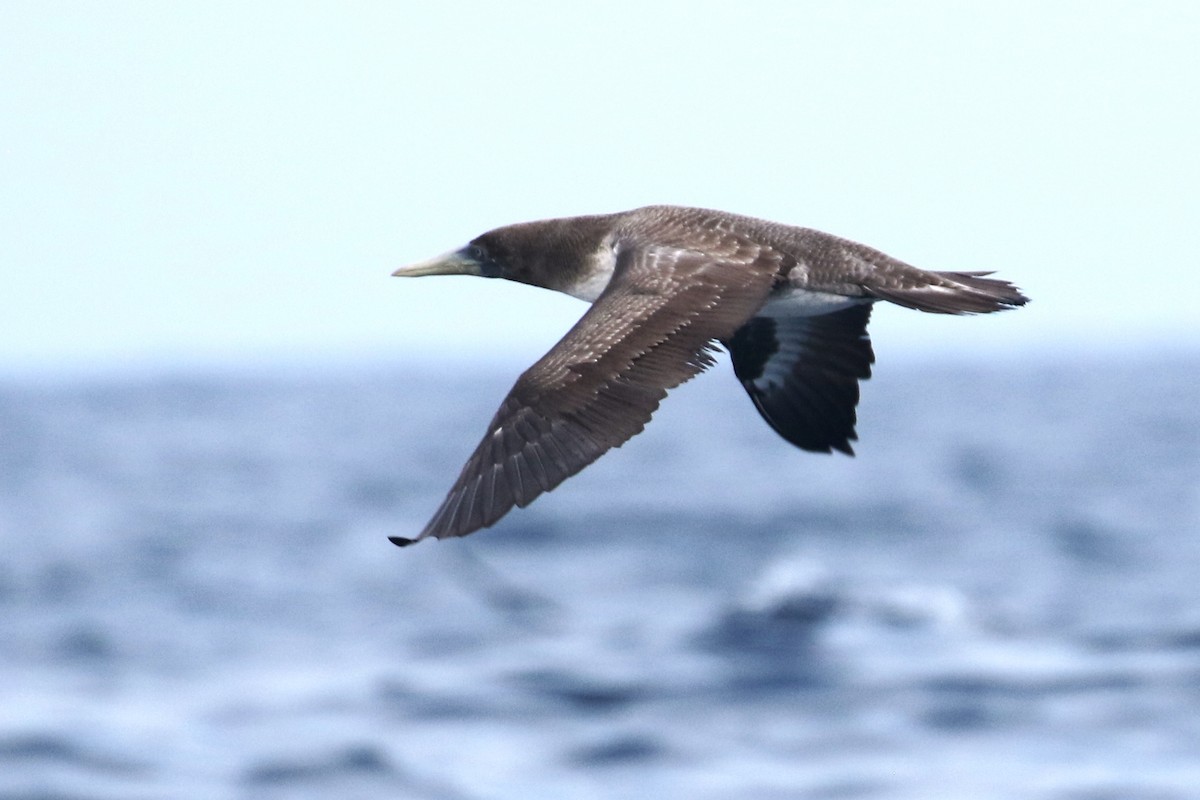 Blue-footed Booby - ML614827622