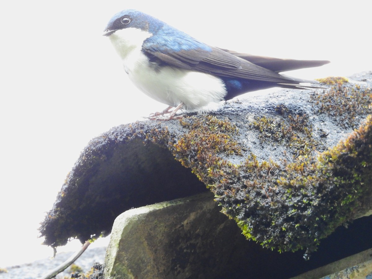 Blue-and-white Swallow (cyanoleuca) - ML614827771
