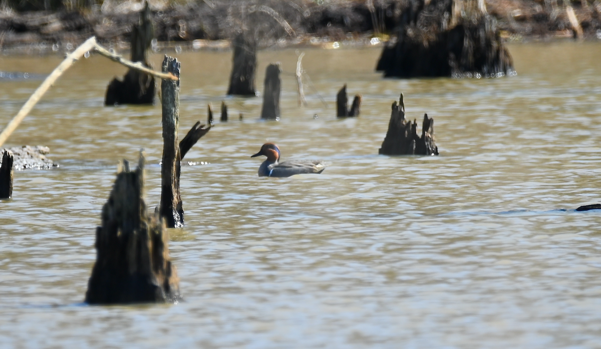 Green-winged Teal - ML614827930