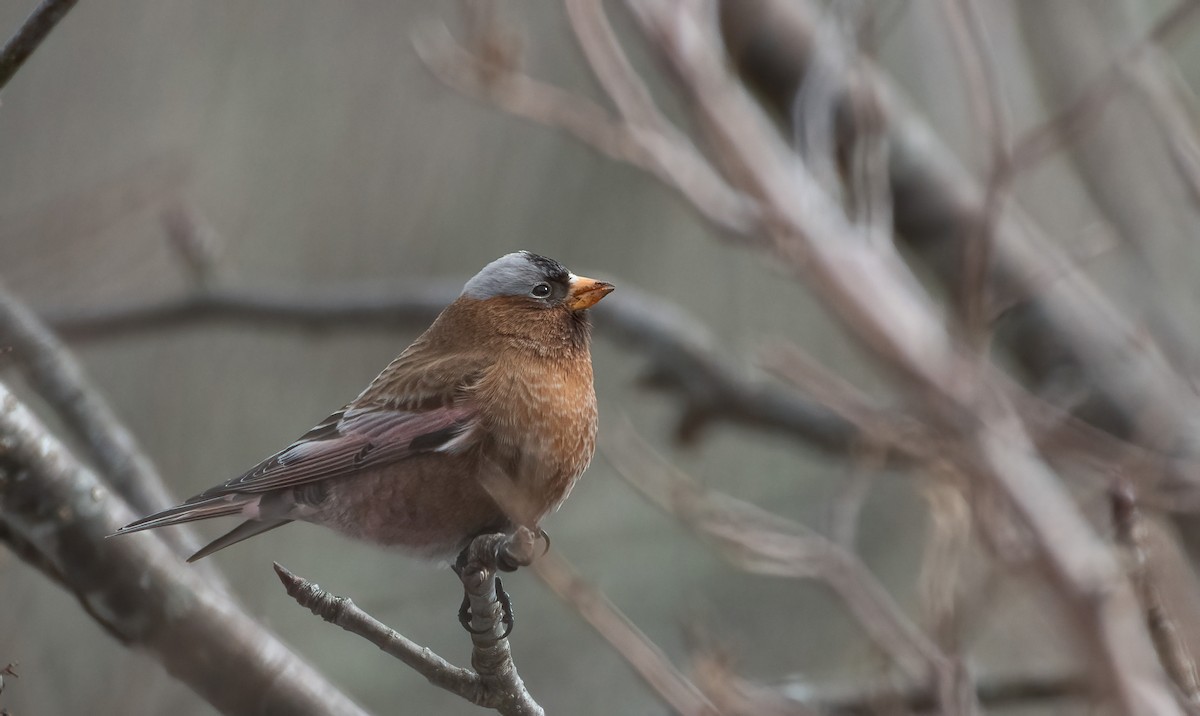 Gray-crowned Rosy-Finch - ML614828012