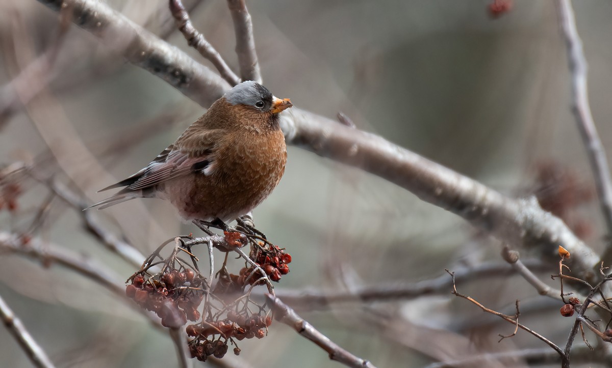 Gray-crowned Rosy-Finch - ML614828014