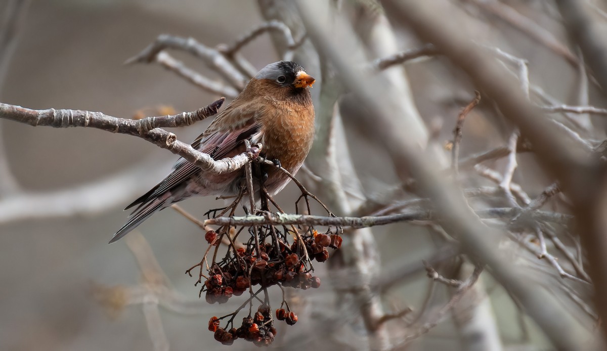 Gray-crowned Rosy-Finch - ML614828015
