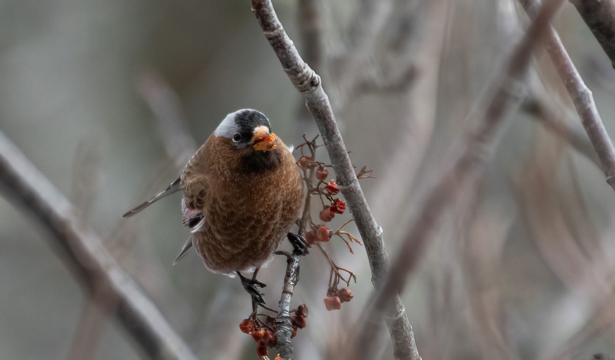Gray-crowned Rosy-Finch - ML614828017