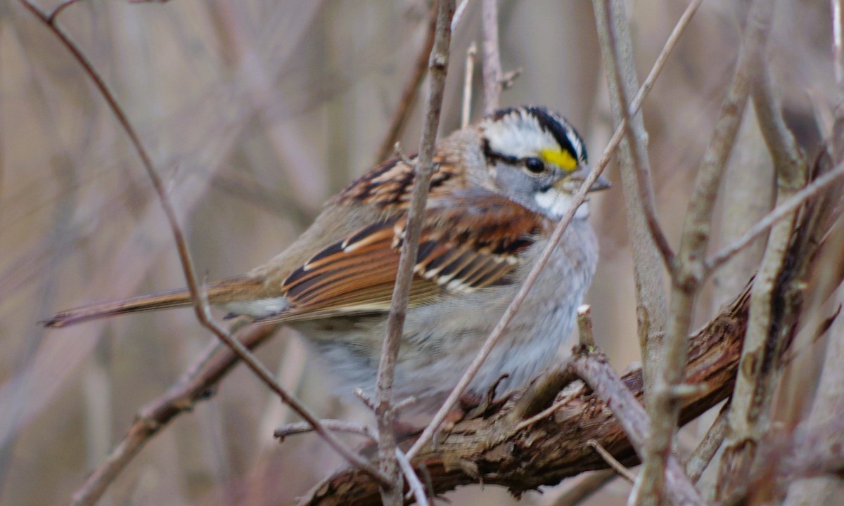 White-throated Sparrow - ML614828100