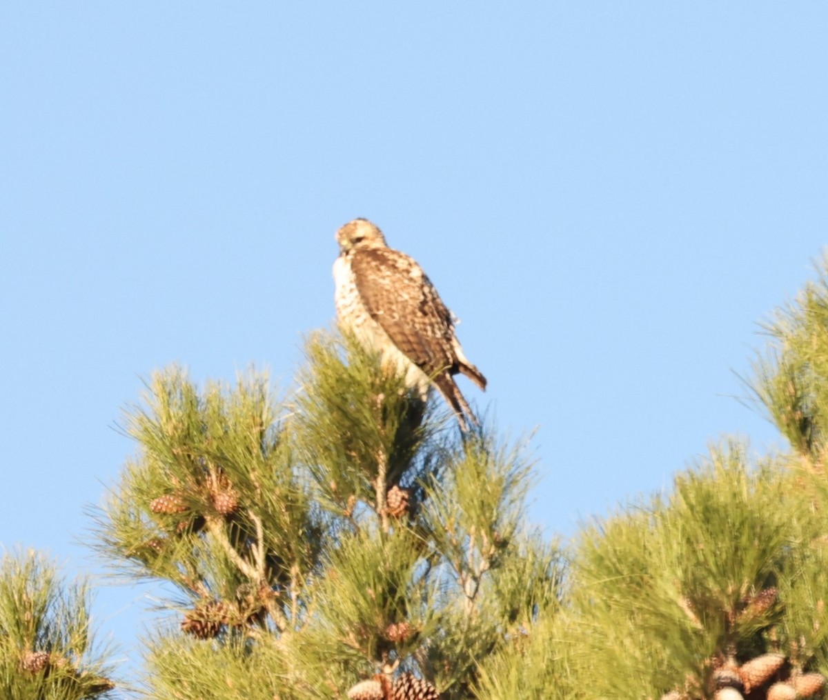 Red-tailed Hawk - ML614828241