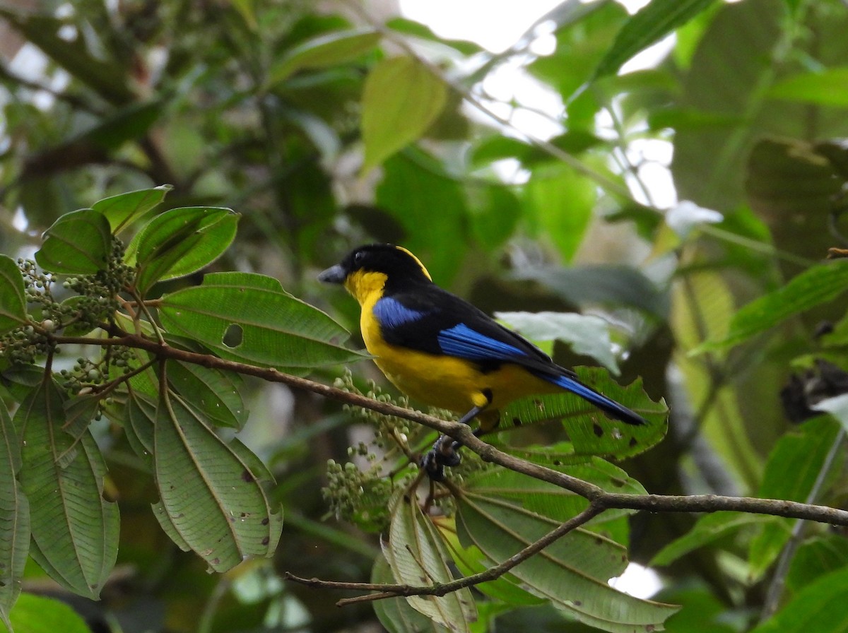 Blue-winged Mountain Tanager (Blue-winged) - ML614828357