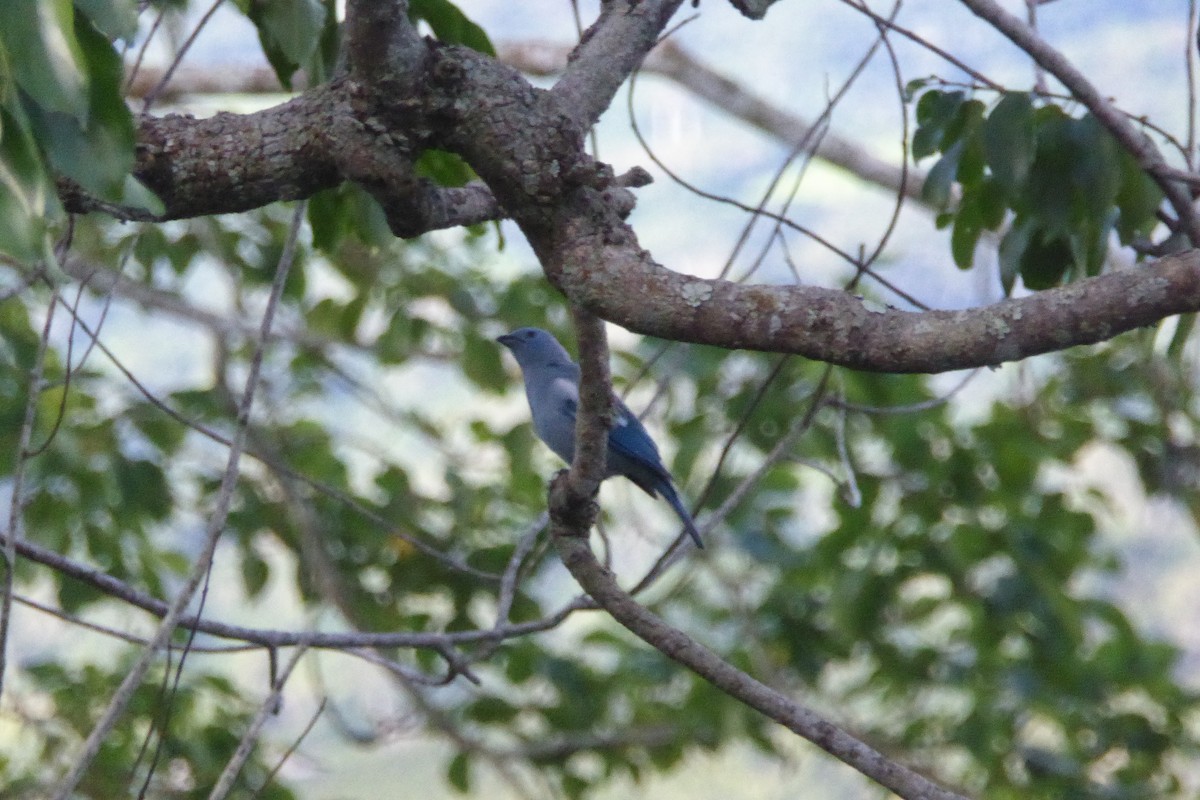 Blue-gray Tanager - ML614828400