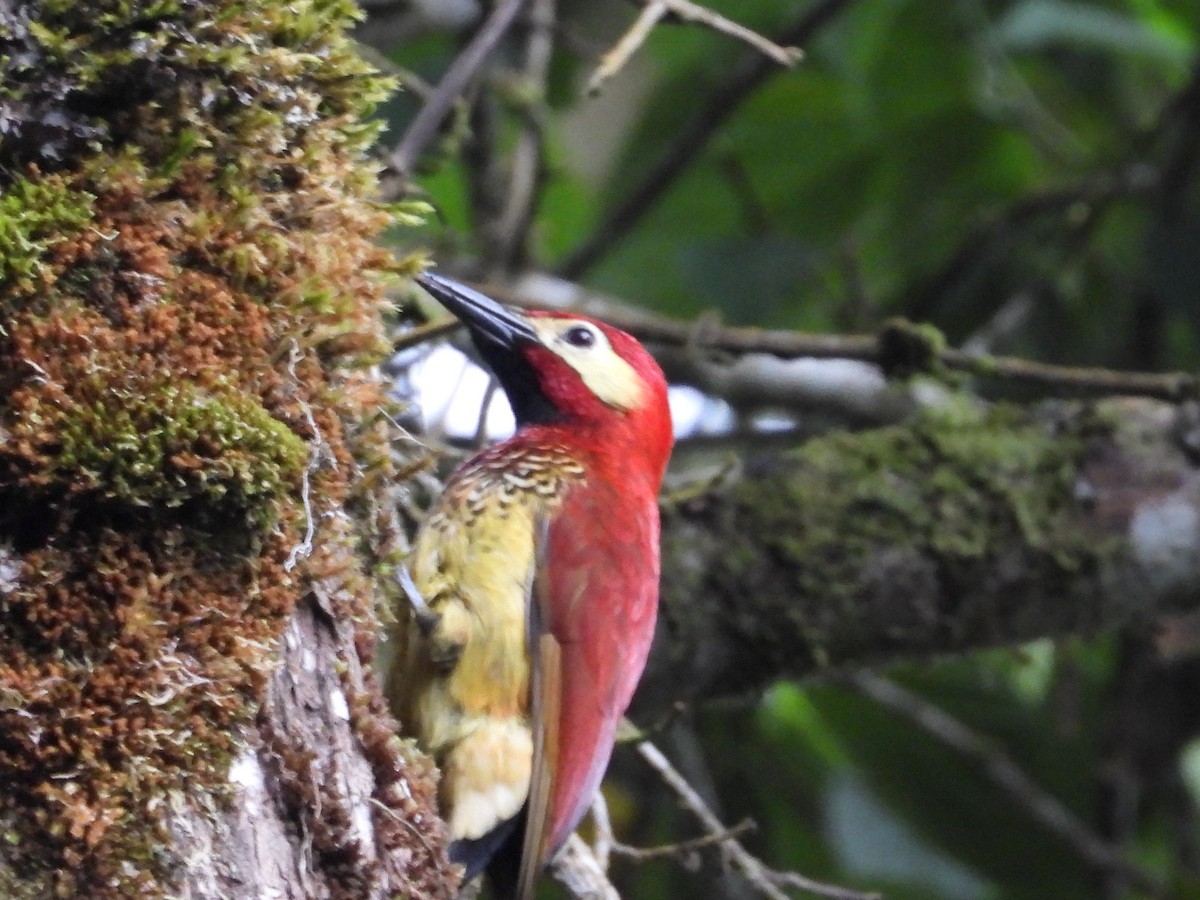 Crimson-mantled Woodpecker (Crimson-mantled) - ML614828482