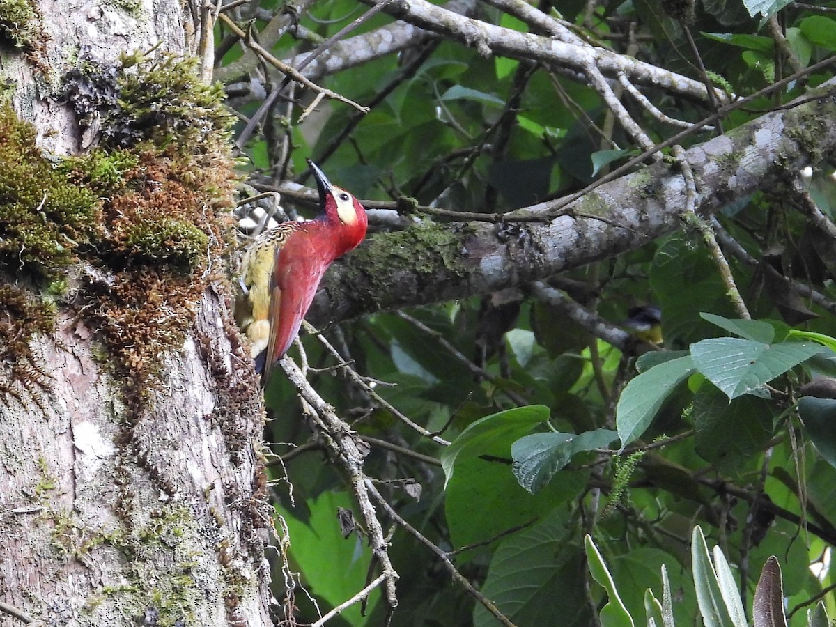Crimson-mantled Woodpecker (Crimson-mantled) - ML614828504