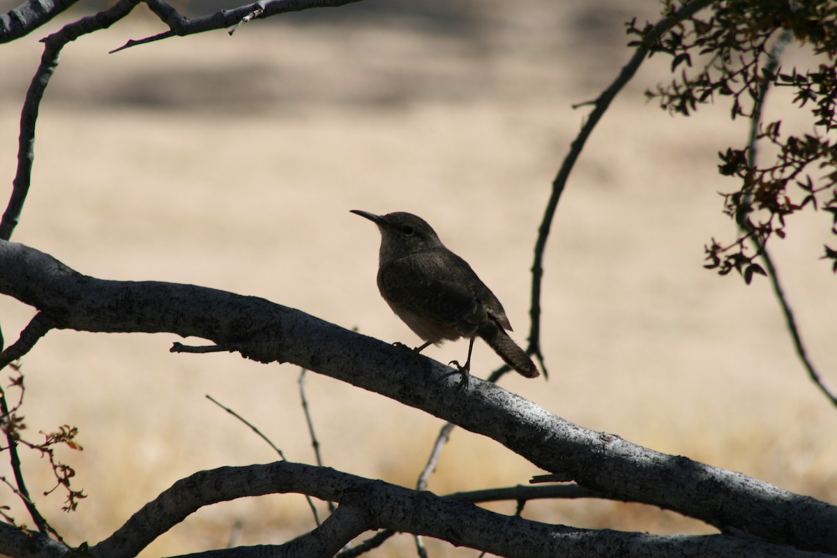 eBird Checklist 11 Nov 2023 Joshua Tree NPSplit Rock 2 species