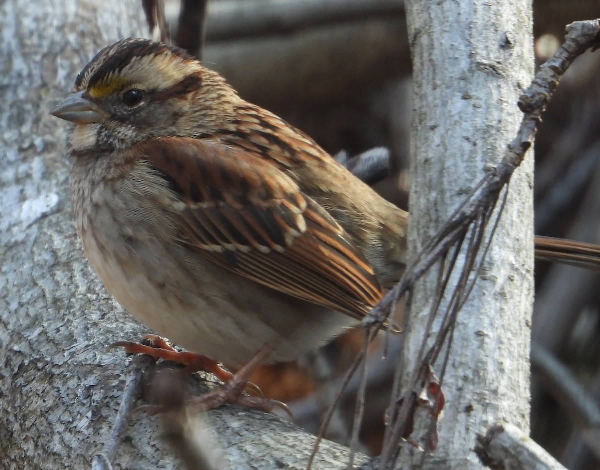 White-throated Sparrow - ML614828972